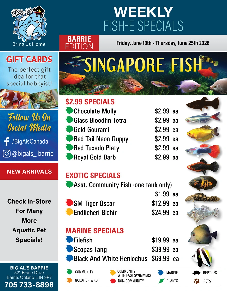 Big Al's flyer page 1