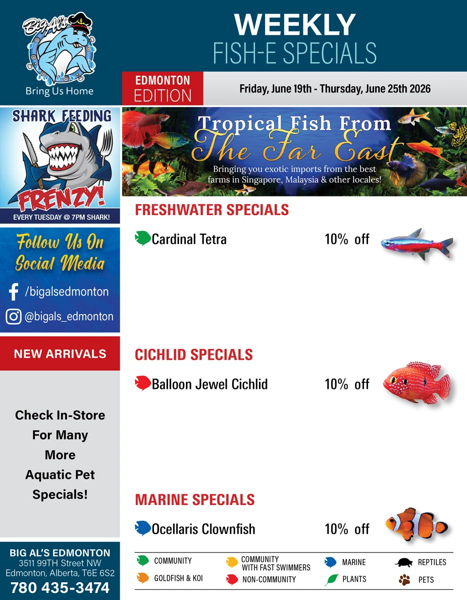Big Al's flyer page 1