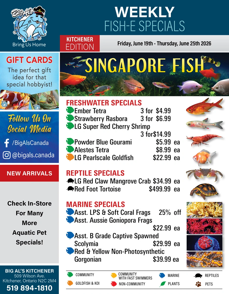 Big Al's flyer page 1