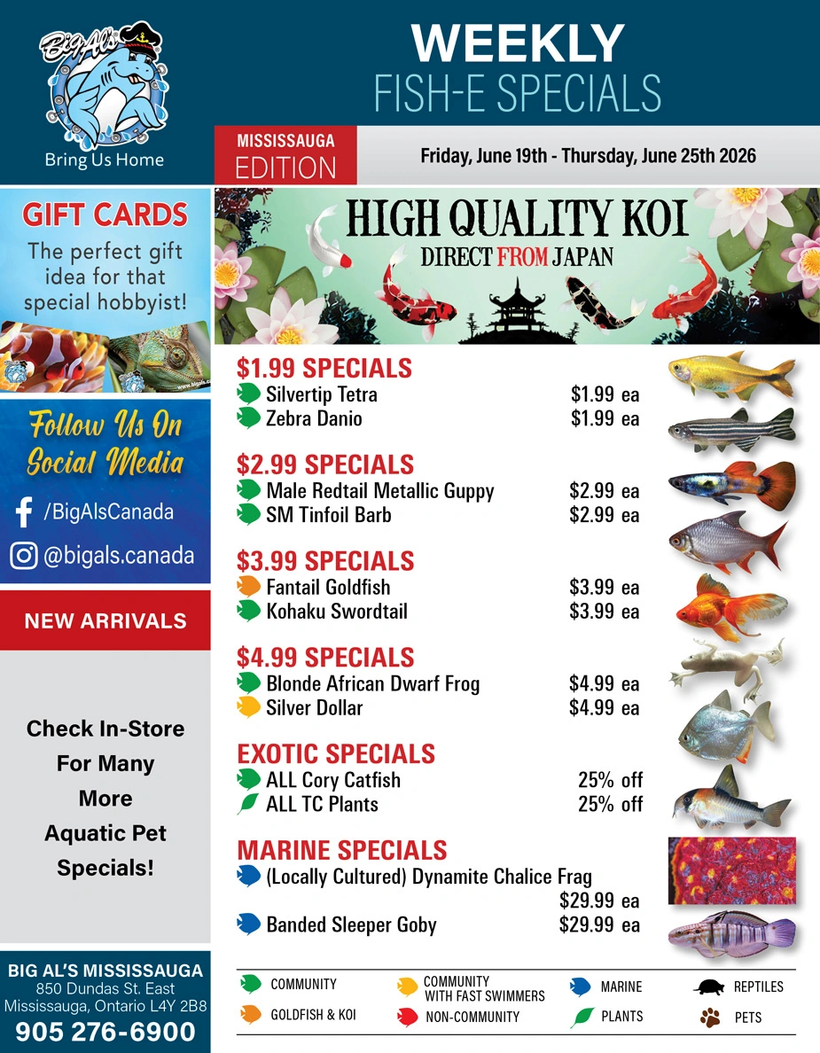 Big Al's flyer page 1
