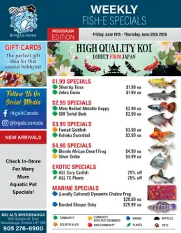 Big Al's Big Al's (Mississauga) Weekly Specials June 19 to 25