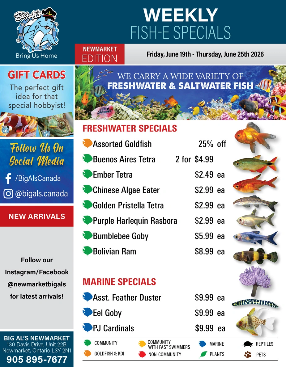 Big Al's flyer page 1