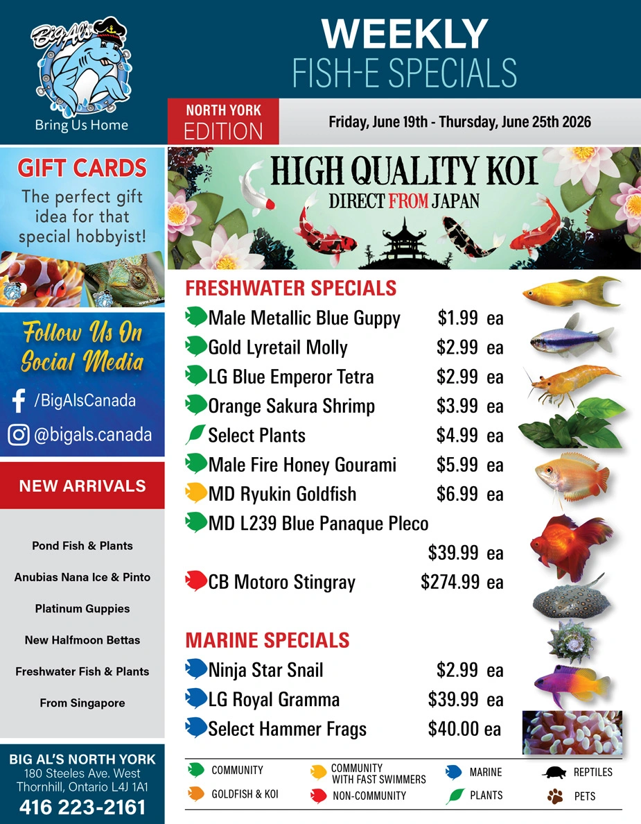 Big Al's flyer page 1