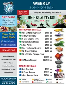 Big Al's Big Al's (North York) Weekly Specials June 19 to 25