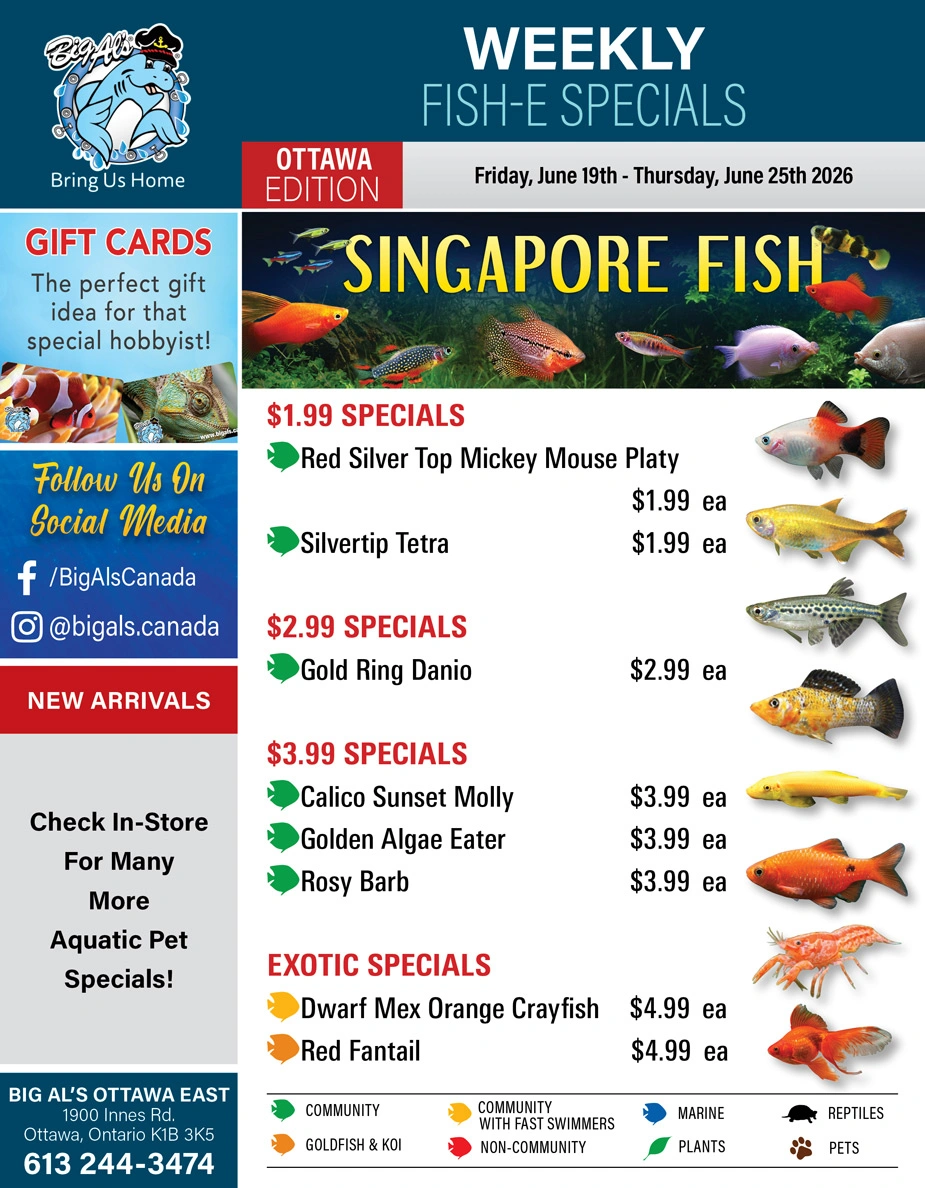 Big Al's flyer page 1