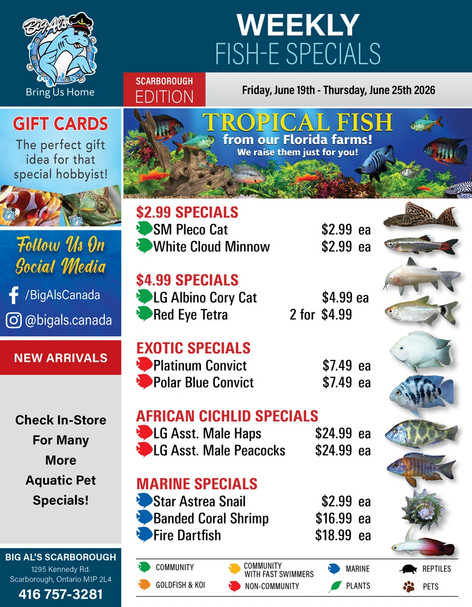 Big Al's flyer page 1
