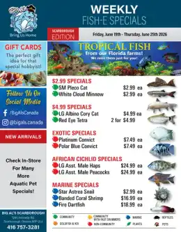 Big Al's Big Al's (Scarborough) Weekly Specials June 19 to 25