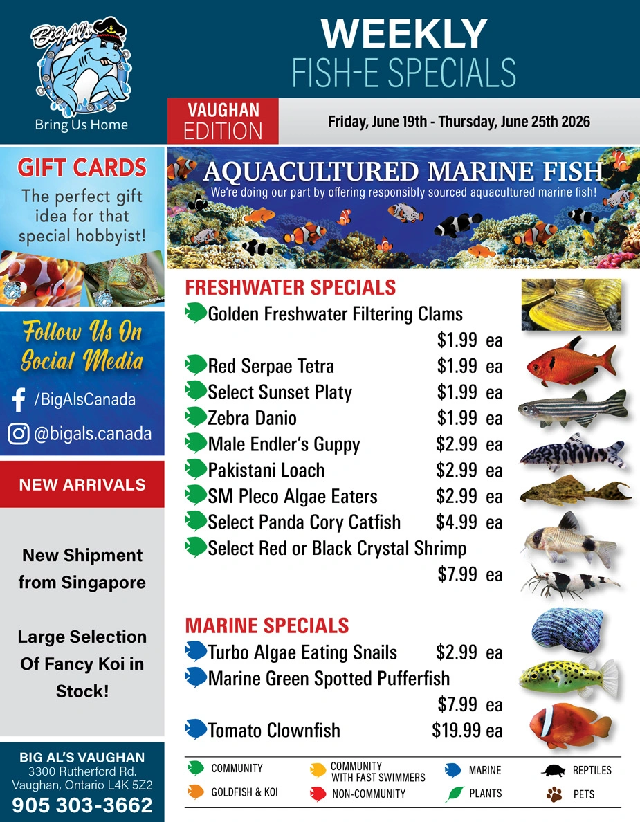 Big Al's flyer page 1