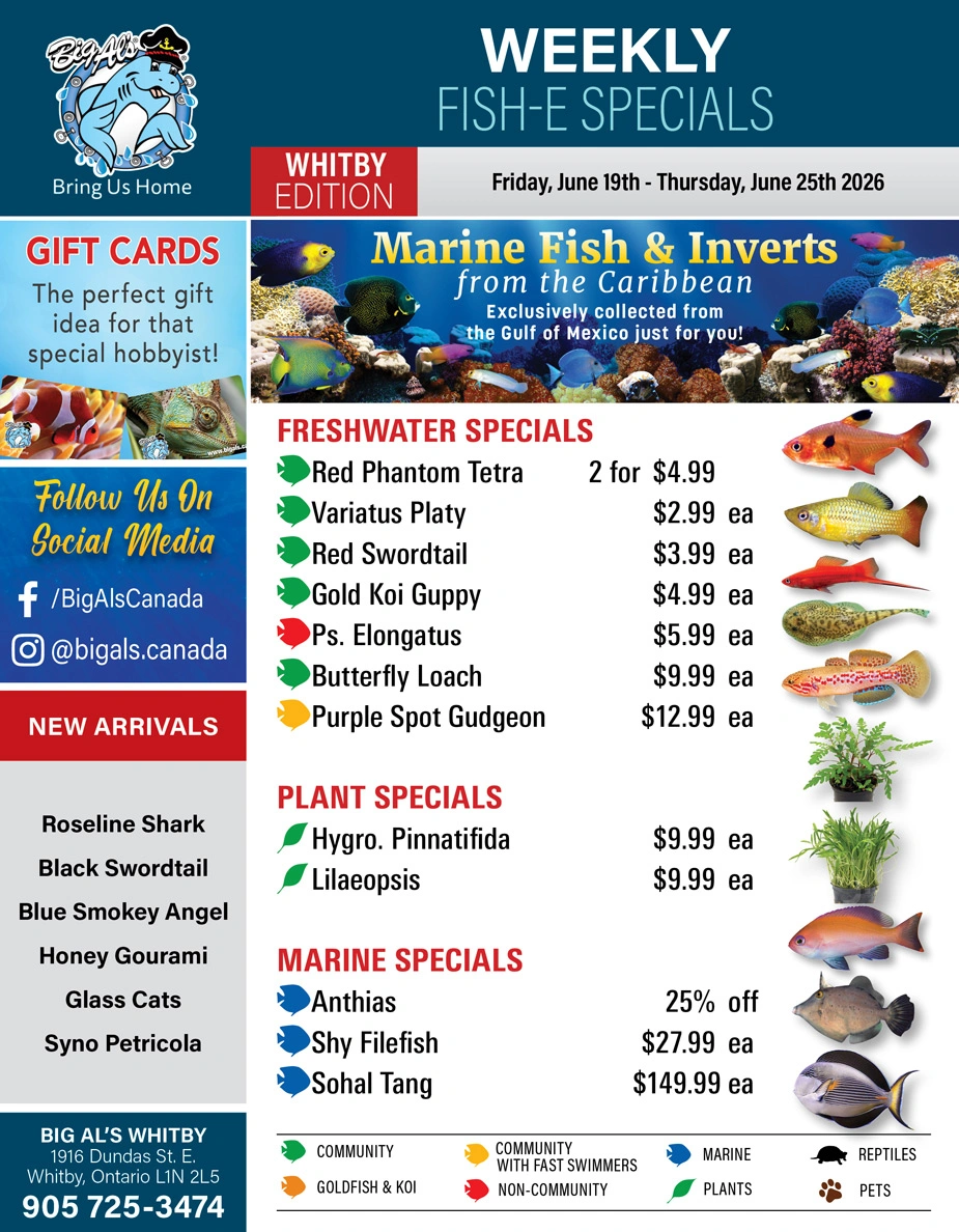 Big Al's flyer page 1