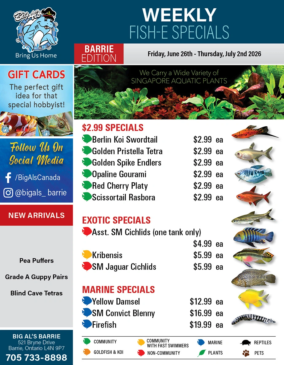 Big Al's flyer page 1