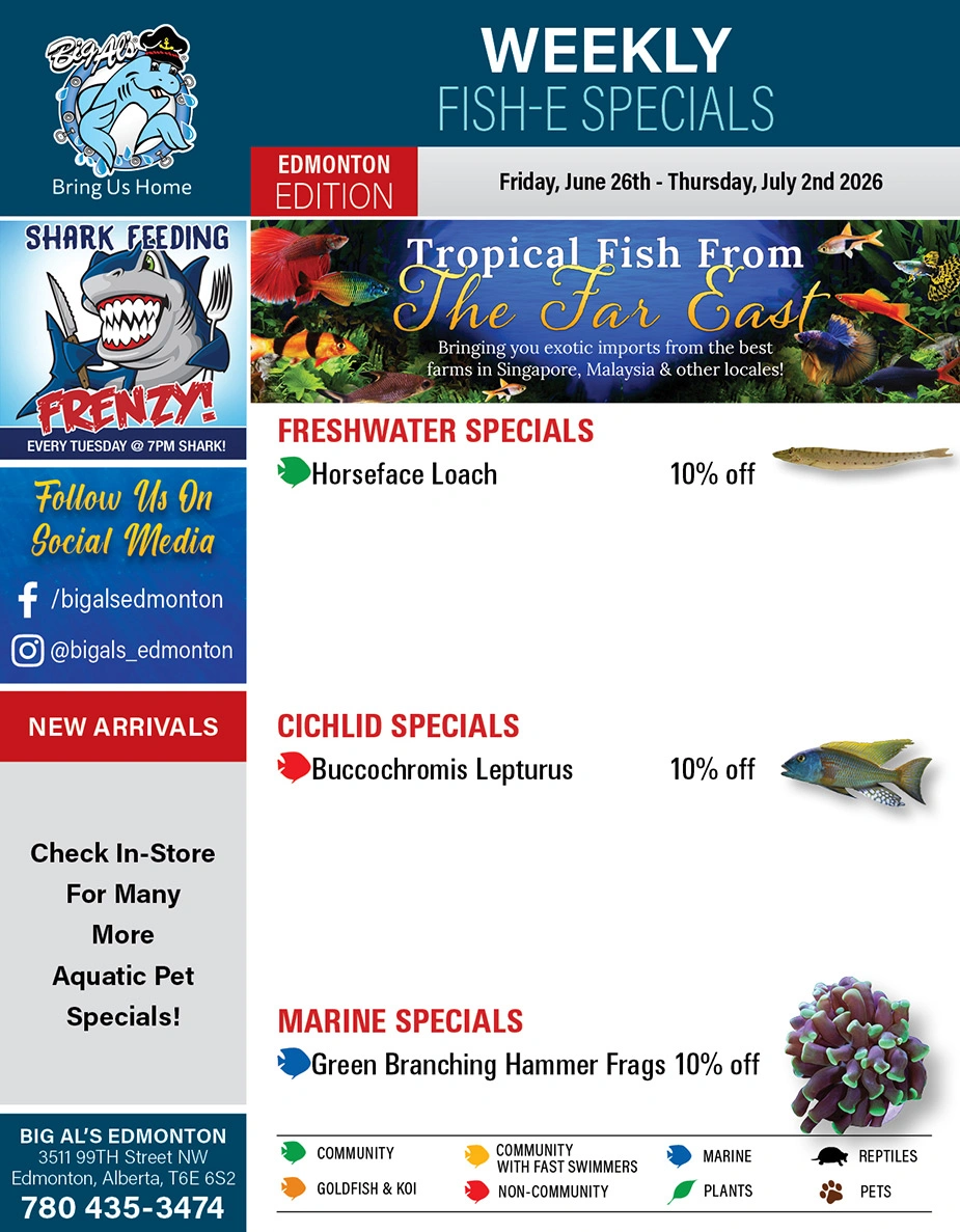 Big Al's flyer page 1