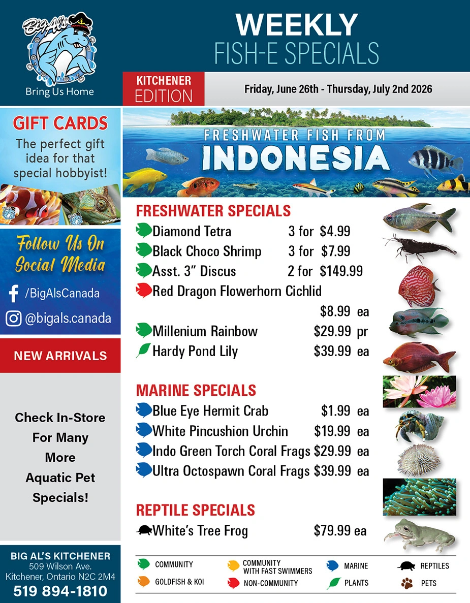 Big Al's flyer page 1