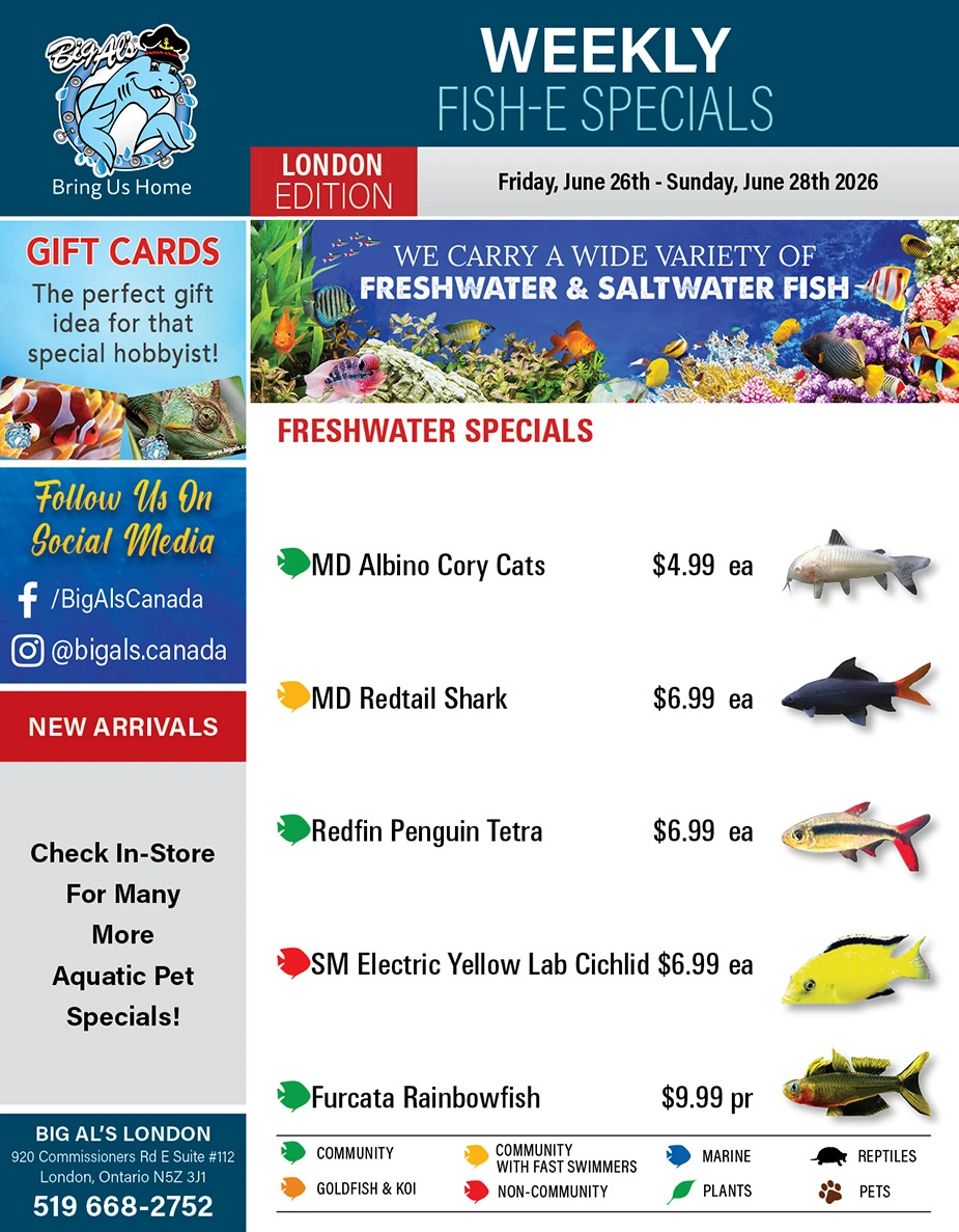 Big Al's flyer page 1