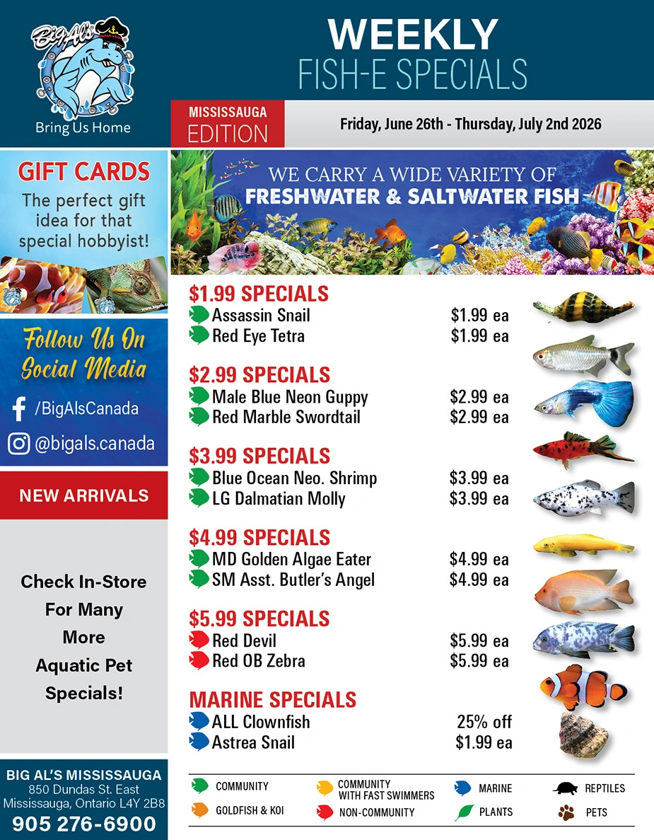 Big Al's flyer page 1