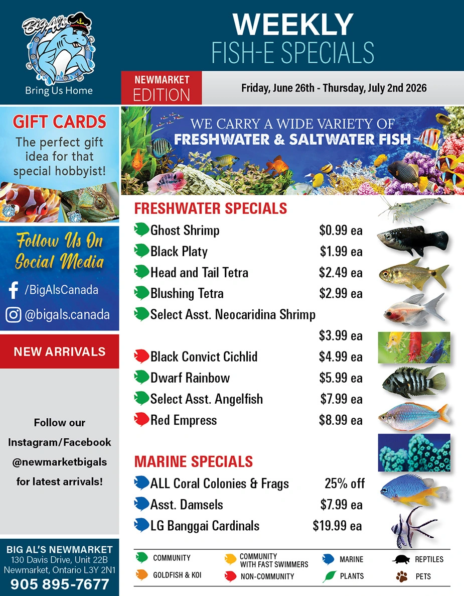 Big Al's flyer page 1