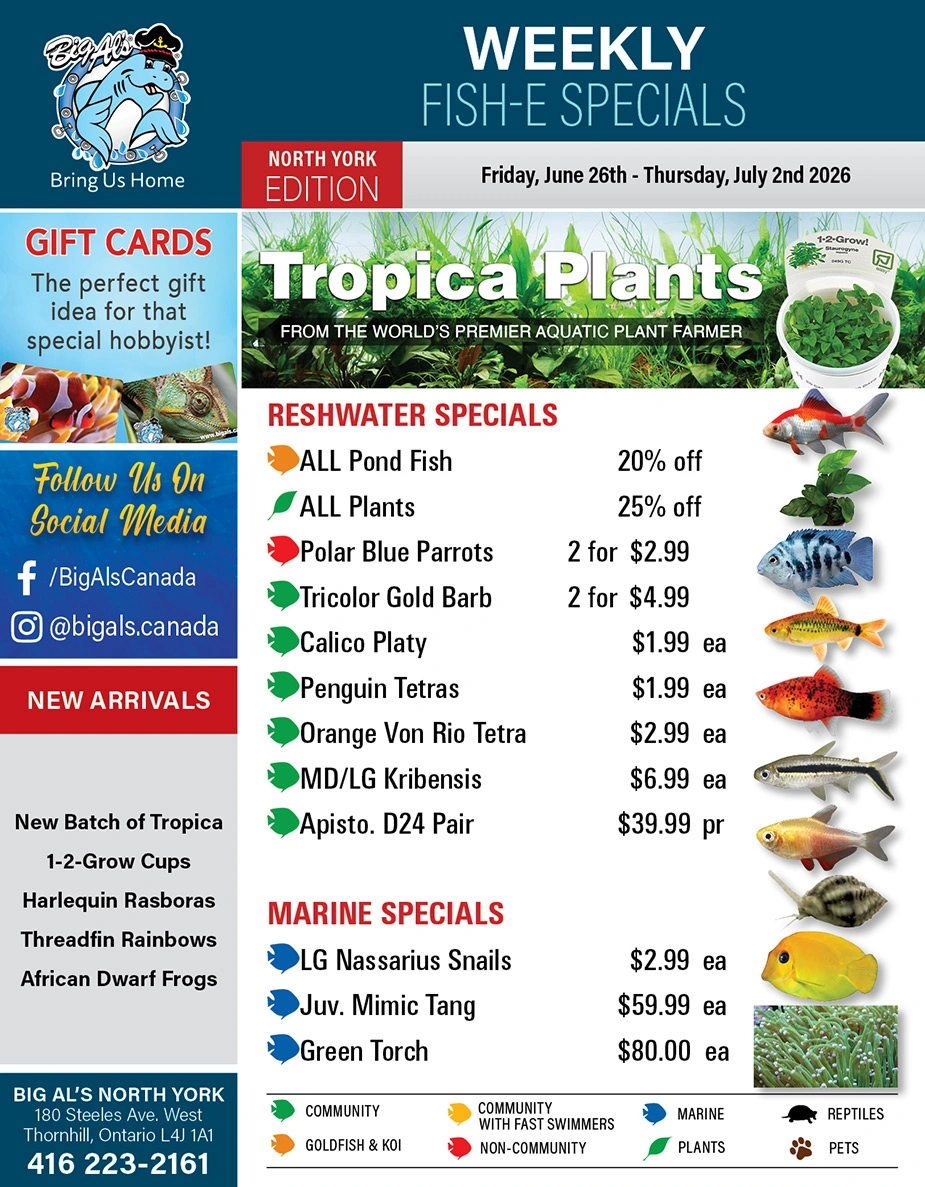 Big Al's flyer page 1