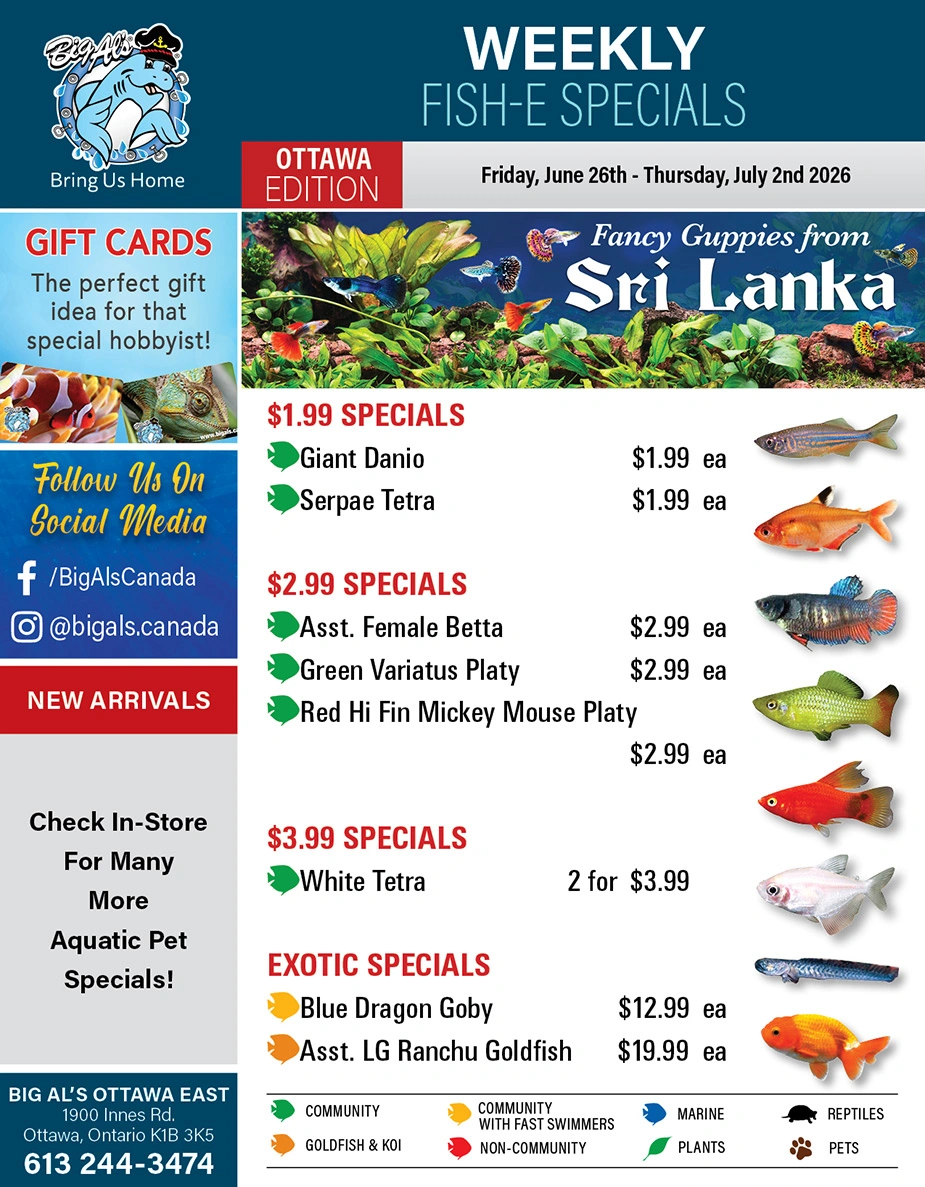 Big Al's flyer page 1