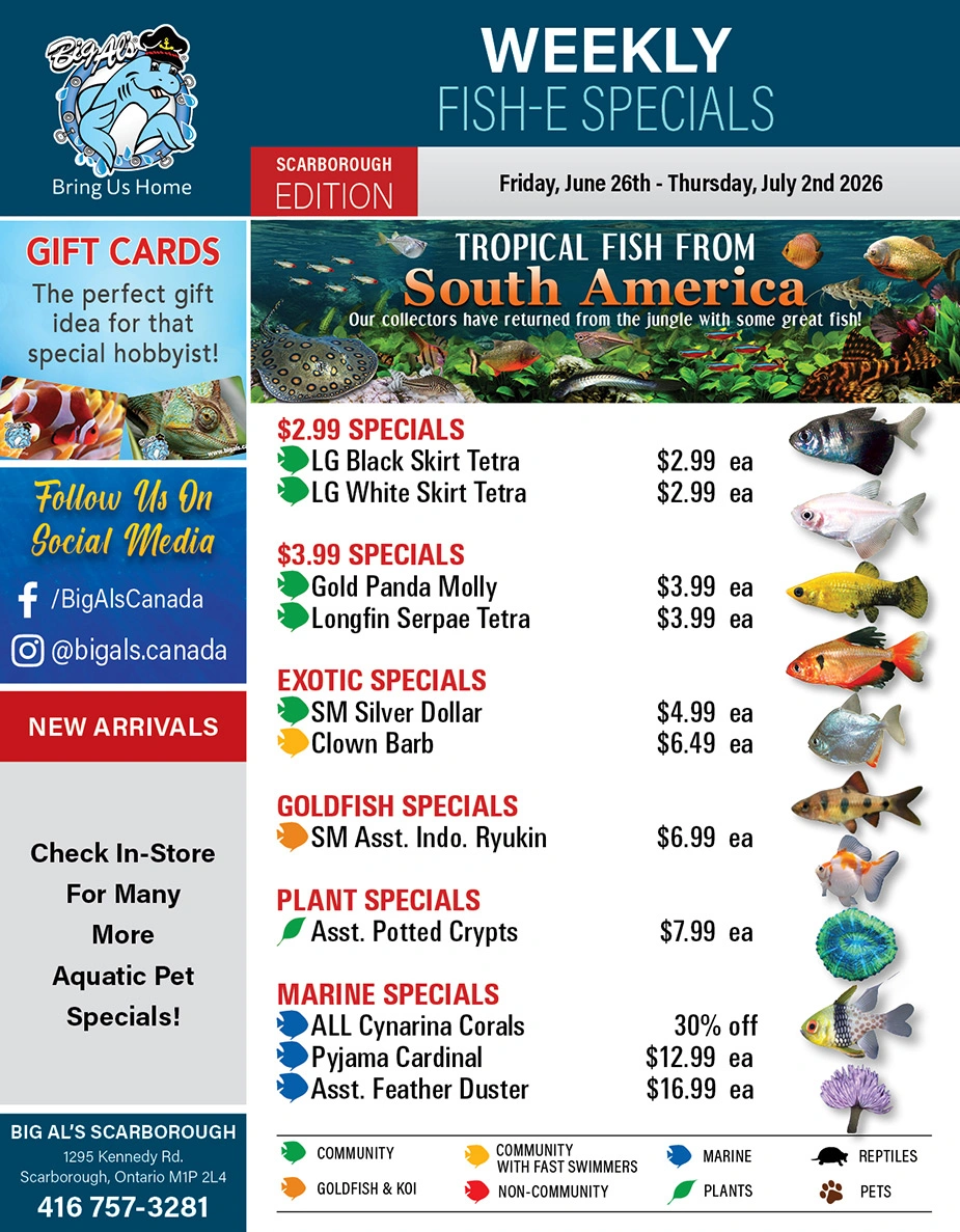 Big Al's flyer page 1