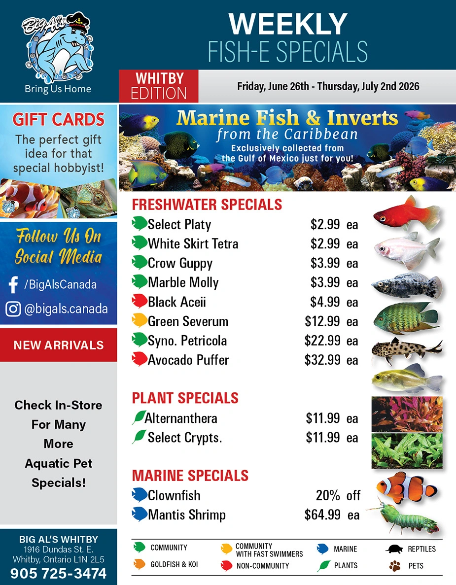 Big Al's flyer page 1