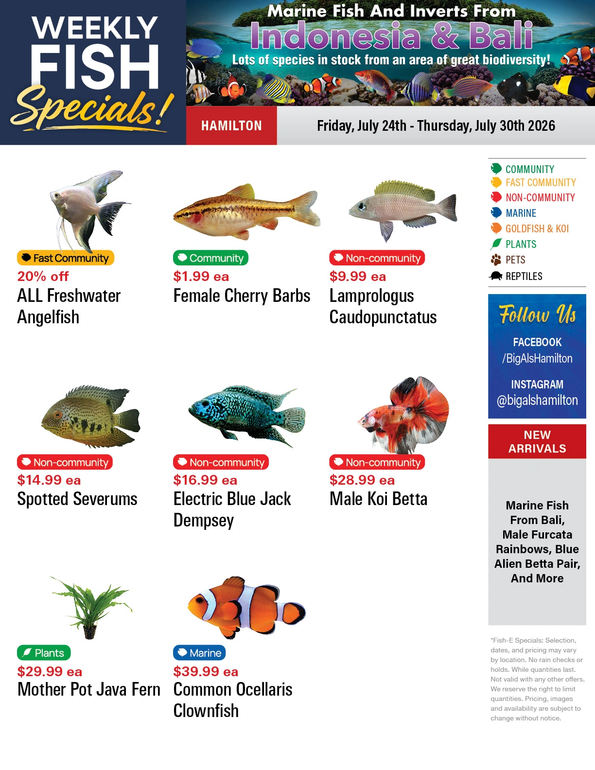 Big Al's flyer page 1