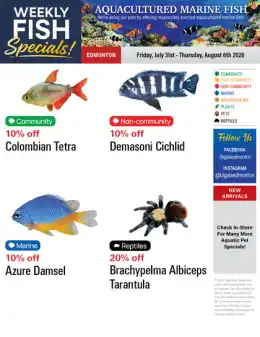 Big Al's Big Al's (Edmonton) Weekly Specials July 31 to August 6
