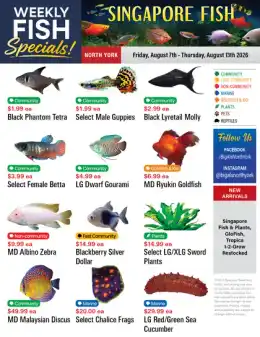 Big Al's Big Al's (North York) Weekly Specials August 7 to 13