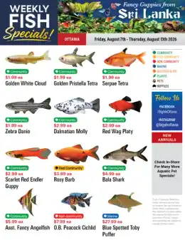 Big Al's Big Al's (Ottawa) Weekly Specials August 7 to 13
